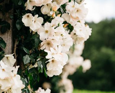 image Flowering of the Vines Celebration